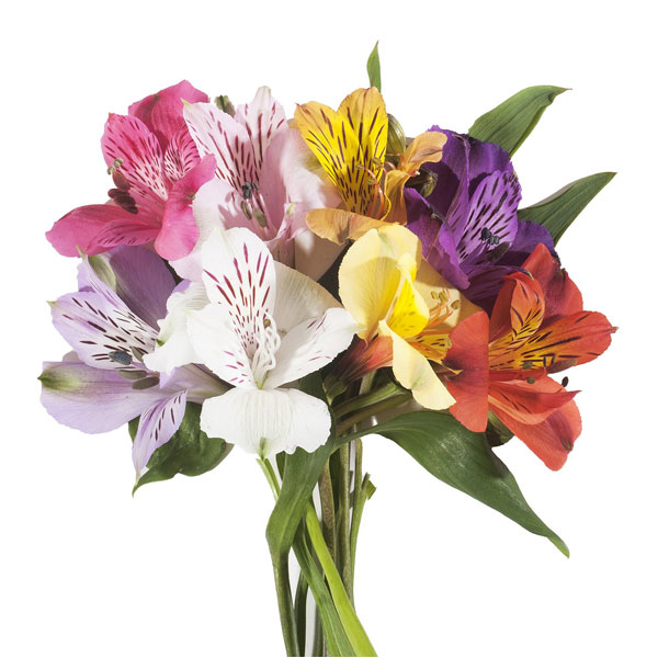 ALSTROEMERIA PERFECTION MIXTA