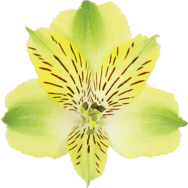 ALSTROEMERIA PREMIUM SHAKIRA