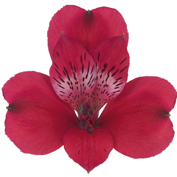 ALSTROEMERIA FANCY ROJA