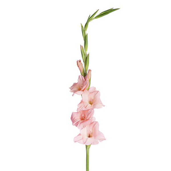 GLADIOLO ROSA
