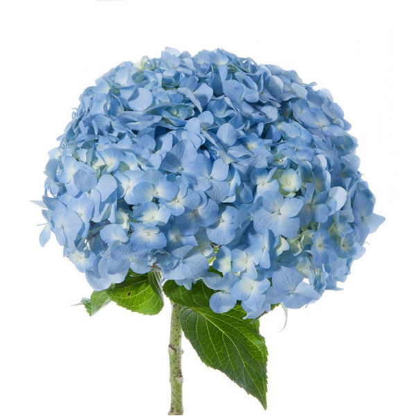 HORTENSIA PREMIUM AZUL