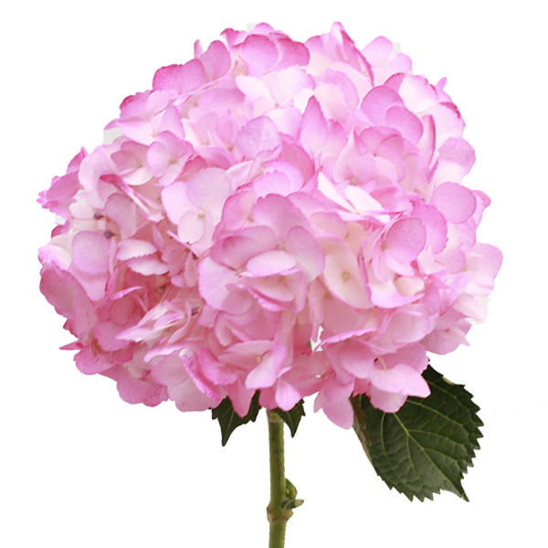 HORTENSIA PREMIUM ROSA