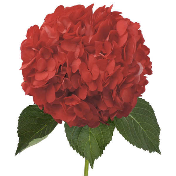 HORTENSIA PREMIUM ROJA