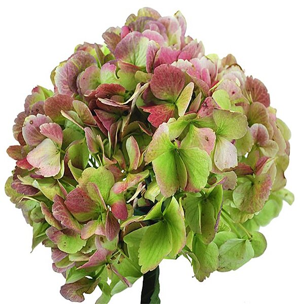 HORTENSIA PREMIUM ANTIQUE GREEN