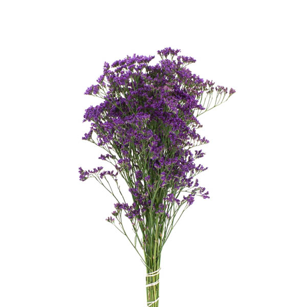 LIMONIUM AZUL