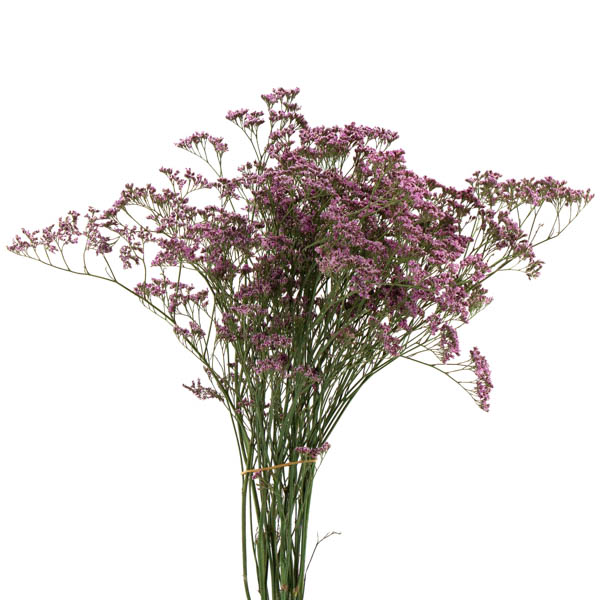LIMONIUM ROSA