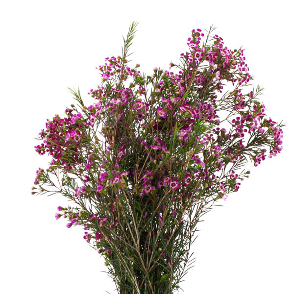 FLOR DE CERA FUCSIA