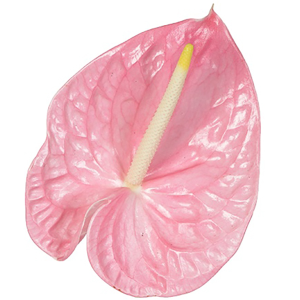 ANTHURIUM ROSA X12 UNID.