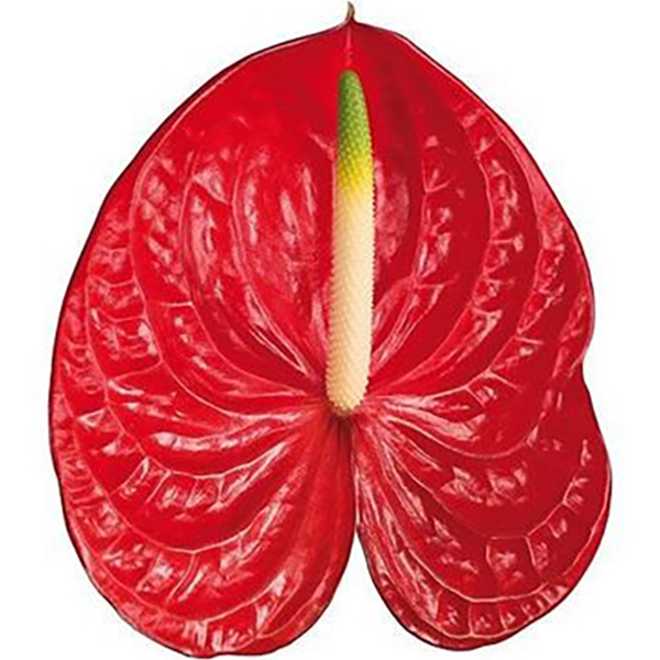 ANTHURIUM ROJO X12 UNID.