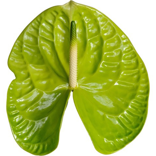 ANTHURIUM VERDE X12 UNID.