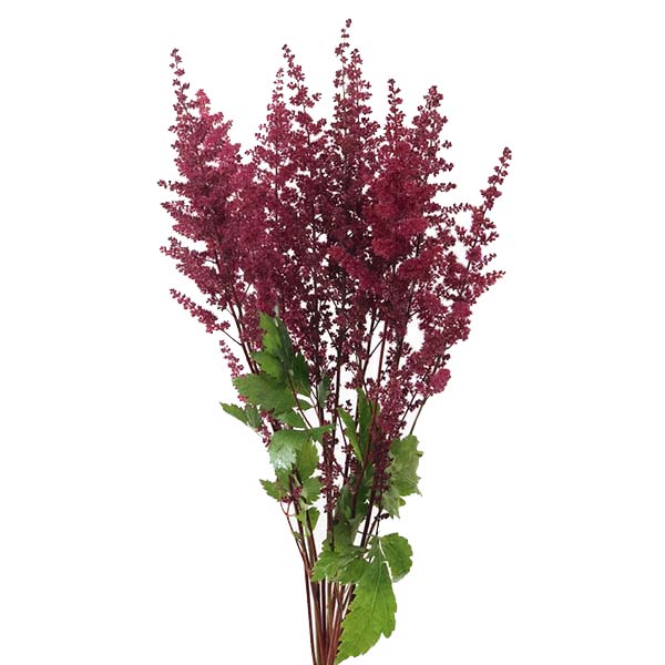 ASTILBE PAUL GAARDER