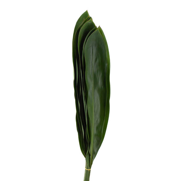 ASPIDISTRA 80 CM.