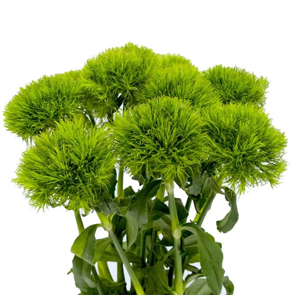 DIANTHUS BARBATUS KIWI MELLOW