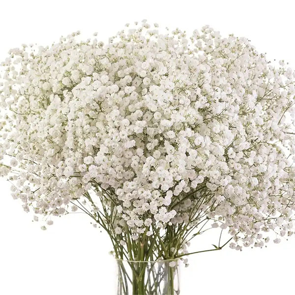 PANICULATA XLENCE 1000 GR.