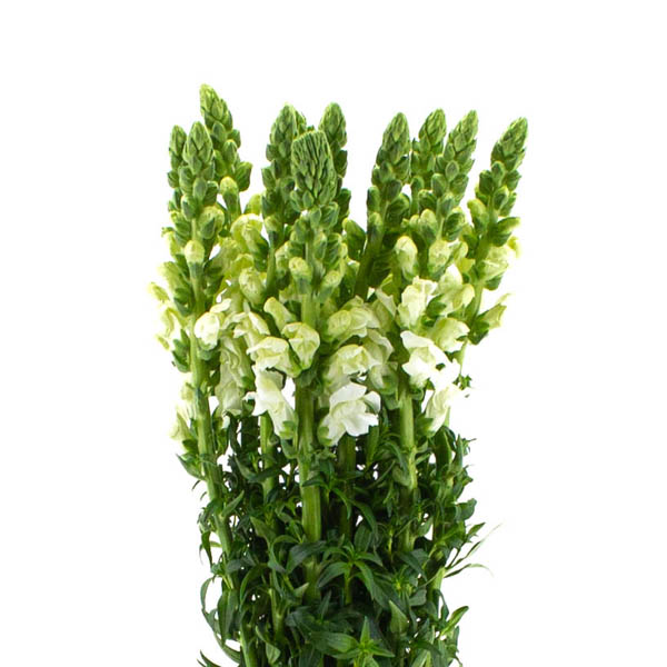 ANTIRRHINUM BLANCO