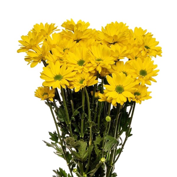 CRISANTEMO DAISY AMARILLO