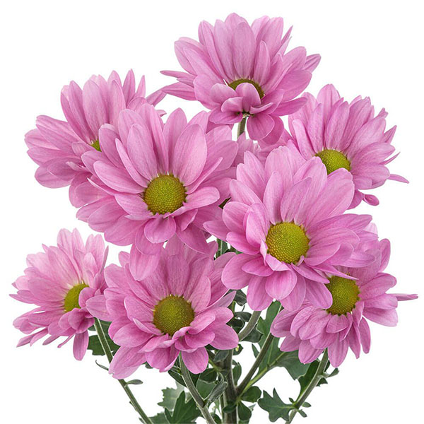 CRISANTEMO DAISY ROSA