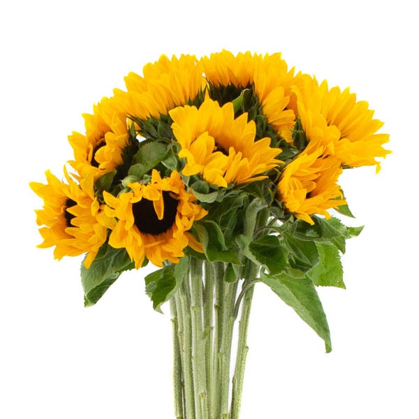 GIRASOL X5 UNID.