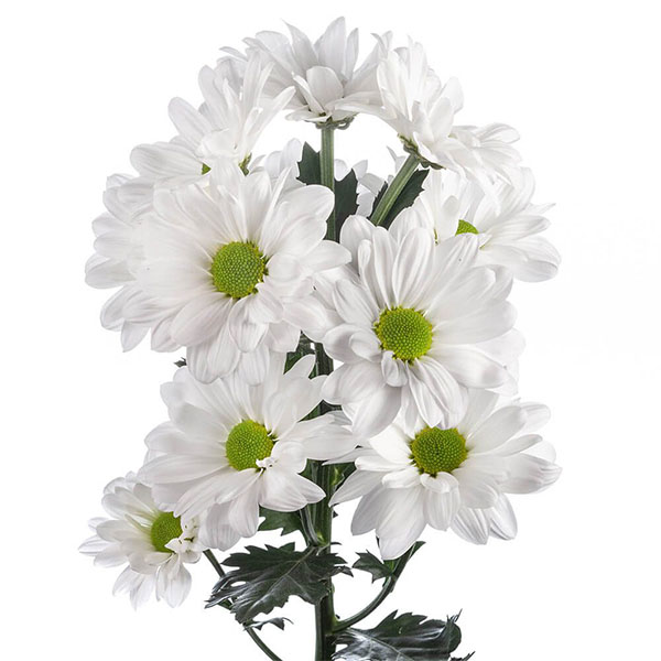 CRISANTEMO DAISY BLANCO