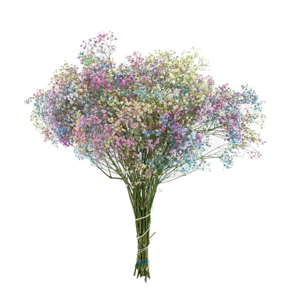 PANICULATA XLENCE TEÑIDA RAINBOW