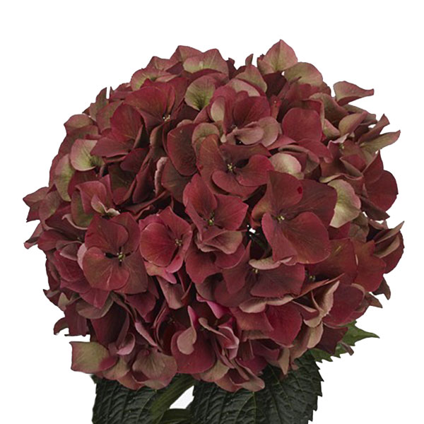 HORTENSIA MAGICAL PINK RUBY CLASSIC