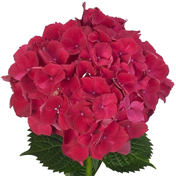 HORTENSIA MAGICAL RUBY RED