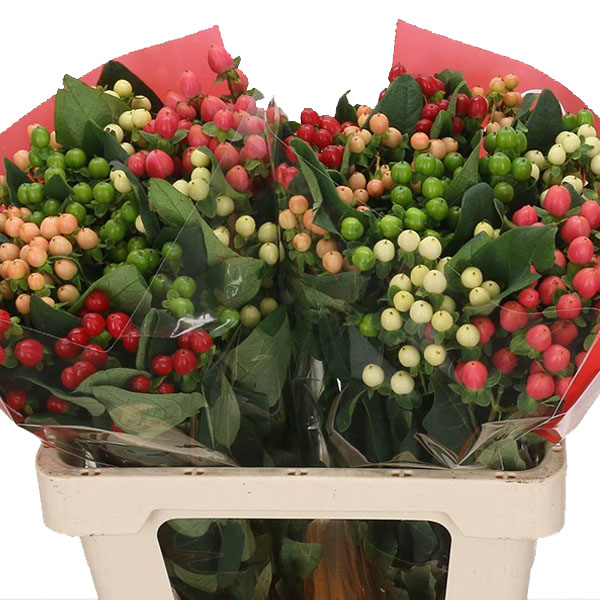 HYPERICUM MIXTO 70 CM.