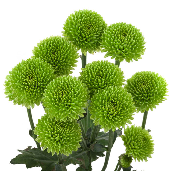 CRISANTEMO PING PONG VERDE