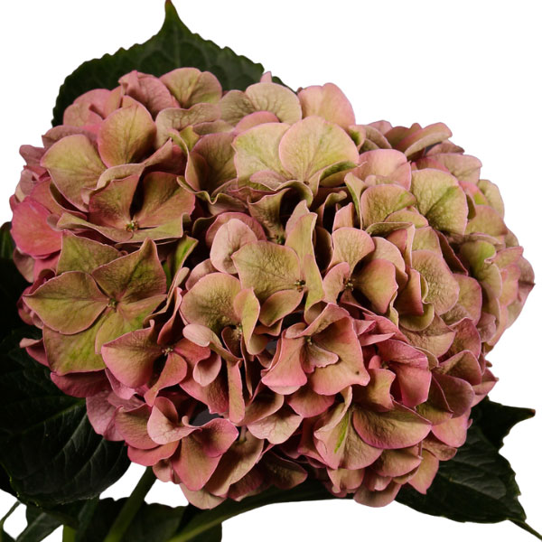 HORTENSIA RODEO CLASSIC