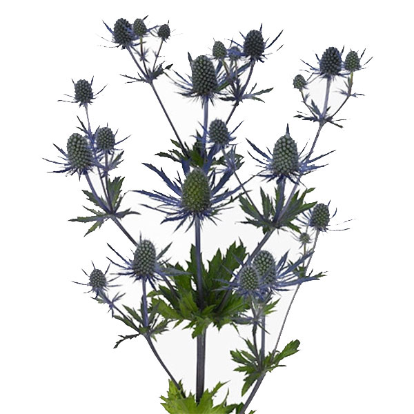 ERYNGIUM PLANUM MAGICAL BLUE LAGOON