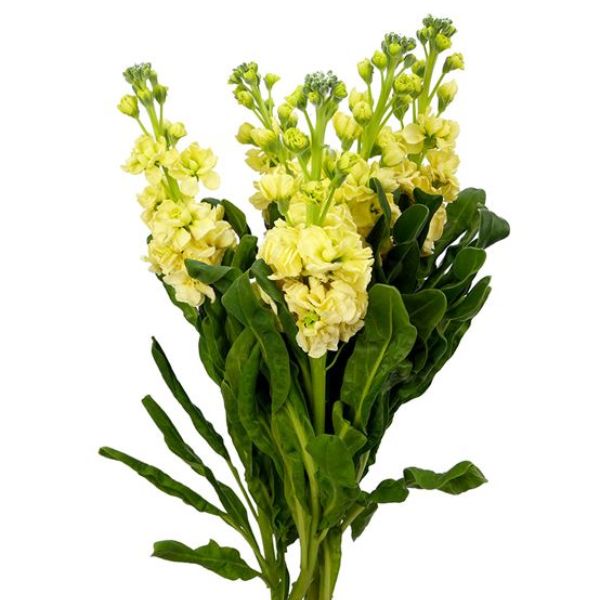 ALHELI AMARILLO