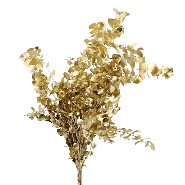 EUCALYPTUS CINEREA TEÑIDO ORO