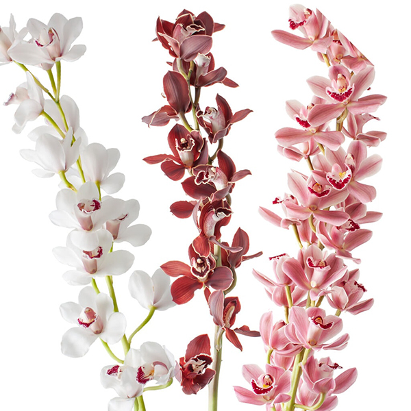 MINI CYMBIDIUM X10 UNID.
