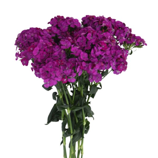 DIANTHUS AMAZONE NEON PURPLE