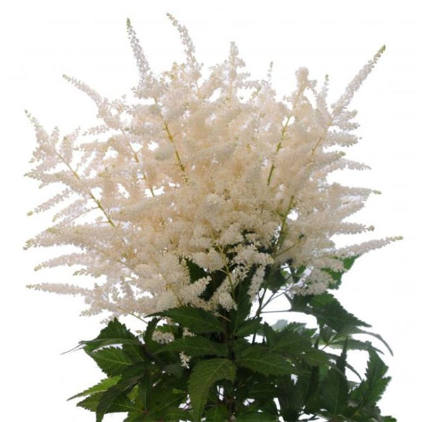 ASTILBE WASHINGTON