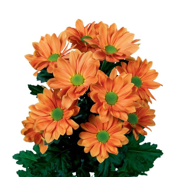 CRISANTEMO GRAND ORANGE