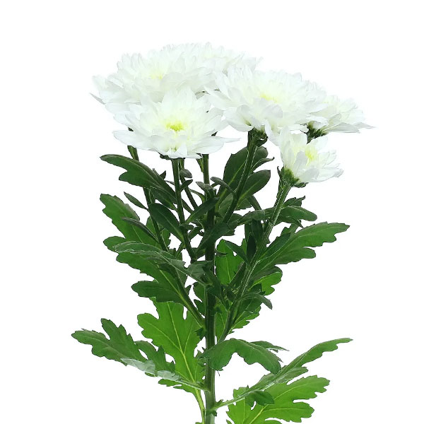 CRISANTEMO BALTICA BLANCO