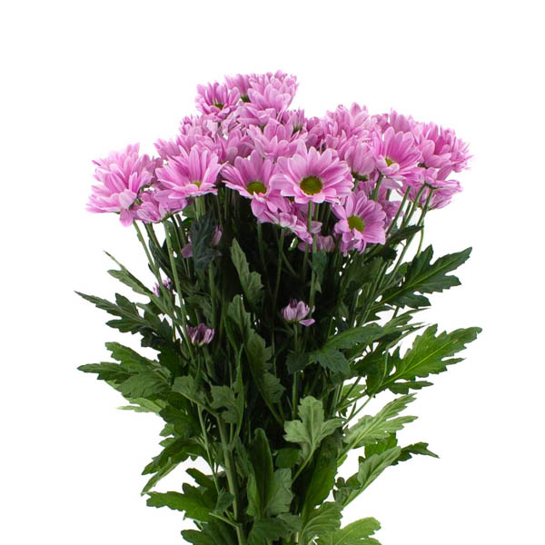 CRISANTEMO BALTICA ROSA