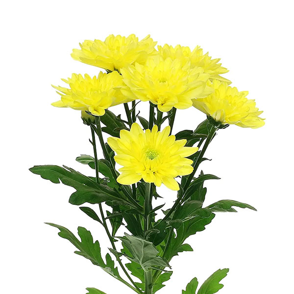 CRISANTEMO BALTICA AMARILLO