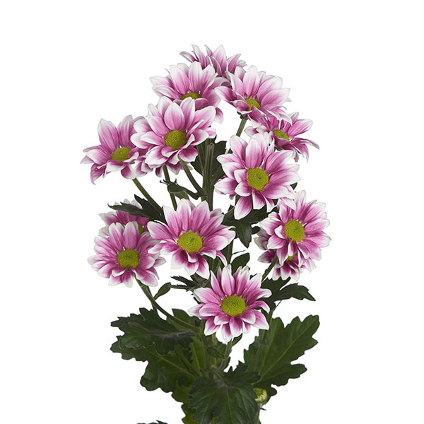 CRISANTEMO HAYDAR ROSA