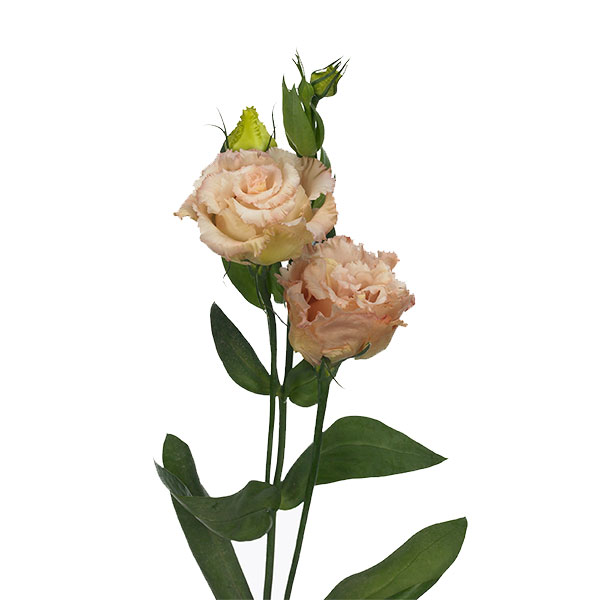 LISIANTHUS DOBLE ALISSA MELOCOTÓN