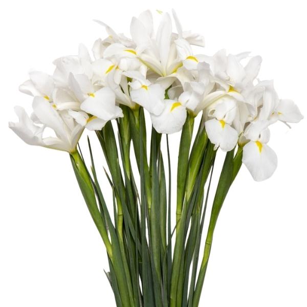IRIS CASABLANCA
