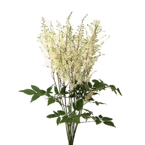 ASTILBE EUROPA