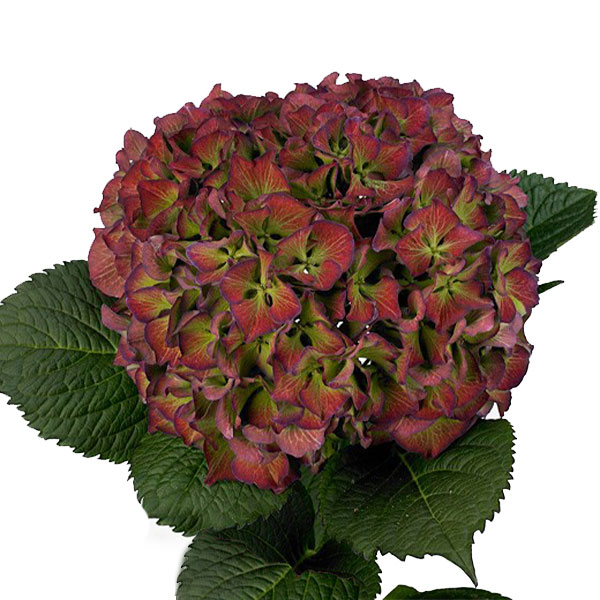 HORTENSIA GLOWING ALPS CLASSIC