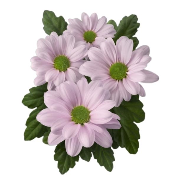 CRISANTEMO KENNEDY ROSY