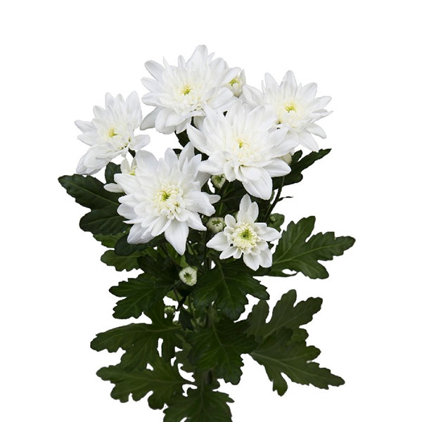 CRISANTEMO PIÑA COLADA