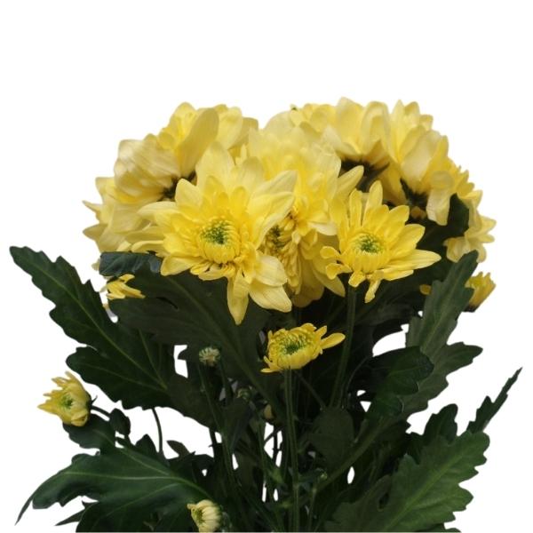 CRISANTEMO PIÑA COLADA AMARILLO