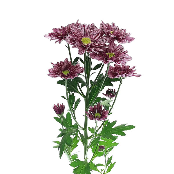 CRISANTEMO SERENITY PURPLE