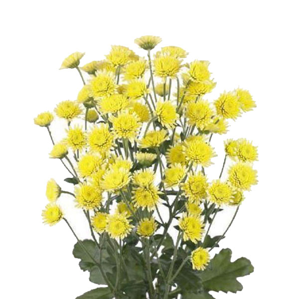 CRISANTEMO STALLION AMARILLO