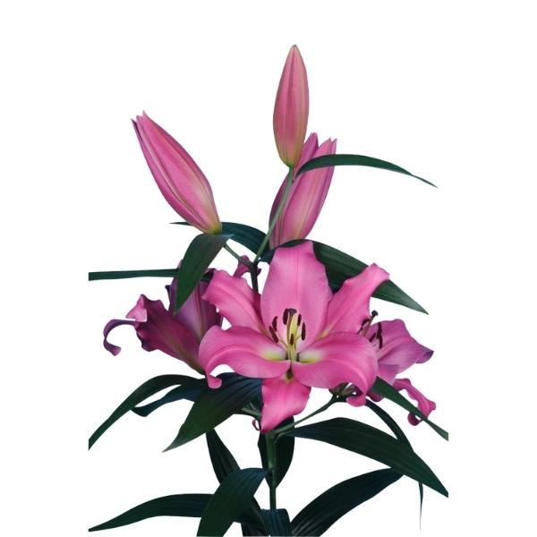 LILIUM ORIENTAL MALDANO 3/5